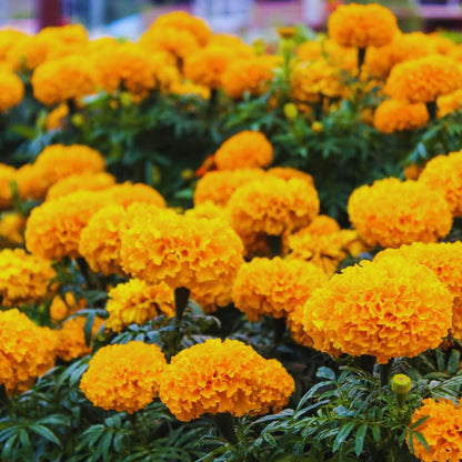 2 Live Marigold Plants for Outside, Orange Marigold Live Plants No Pot Perennial Blooming Flower Gardening, Zone 2 to 11