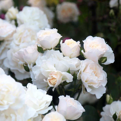 Heirloom Climbing Roses, Live Own Root Plant for Outdoor Garden, Cloud 10™, Moderately Fragrant, Hardiness Zones 5-10, Continual Blooming