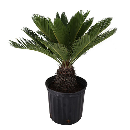 American Plant Exchange Sago Palm – Live 10-Inch Potted Tropical Plant, Easy-Care Indoor & Outdoor Palm, Low-Maintenance Drought-Tolerant Cycad for Home, Office, Patio & Landscape Décor