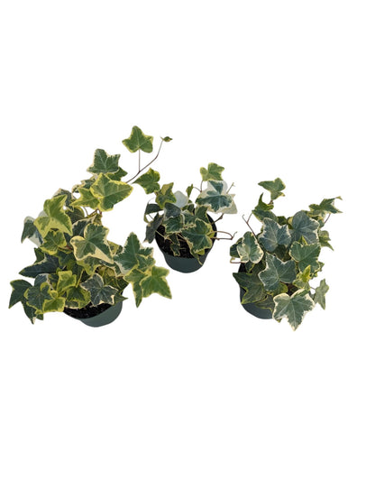 Gold Child English Ivy Plants, 3-Pack, 4" Pots