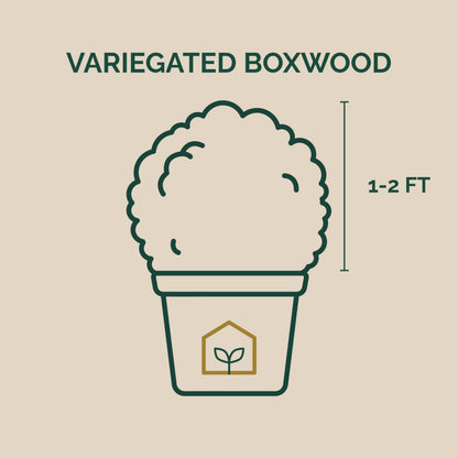 Variegated Boxwood 3-Gallon