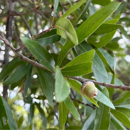 2 Live Willow Oak Plant, Willow Oak Shades Plant Live 6-10 Inches Tall, Oak Trees for Planting Outdoor Garden