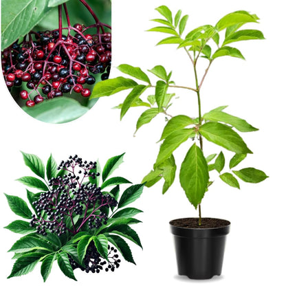 2 Black Elderberry Plants Live for Planting, 1 Year Old Well-Rooted Tree, Dormant, Cold Hardy, Elderberry Bushes, 6-12 Inches in Tall
