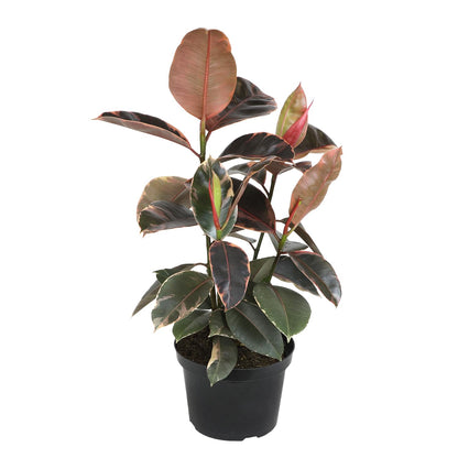 Live Ficus Tineke, Ficus Free Plant, Variegated Indoor Houseplant in 8 in. Grower Pot by Plants for Pets