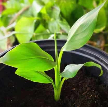 Musa Basjoo Banana Tree - 1 Ft. Tall Cold Hardy Banana Plant - Rapid Growth - Easy Care (4-6 Inches)