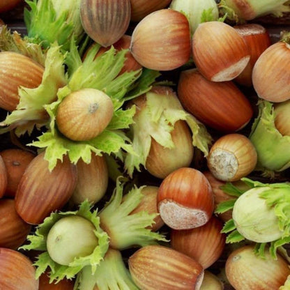 Live American Hazelnut Tree Plant in 3 Gallon Pot, Hazelnut Plant Live 2-3ft Tall, Hardy Nut Tree for Planting Outdoor Garden, No Ship to CA