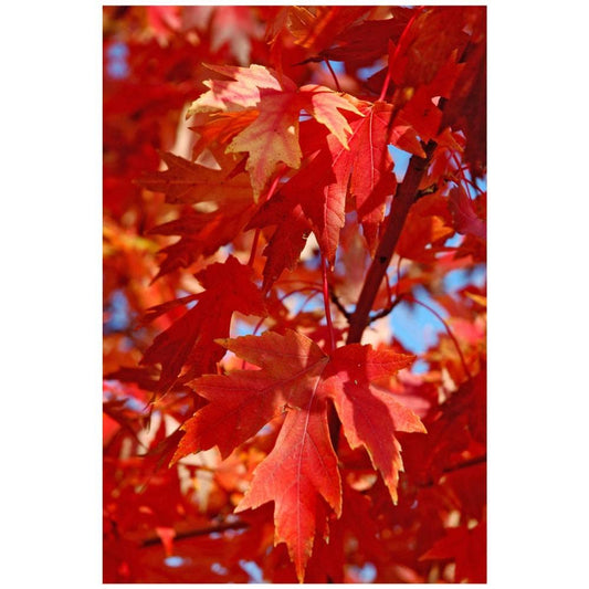 Autumn Blaze Maple Tree - 1 Gallon, Established Roots Potted - Acer x Freemanii, Fast Growing Tree, Fall Colors