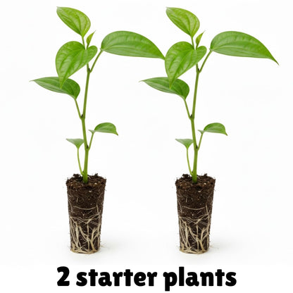 2 Black Pepper Plants, 4-7" Tall Black Pepper Plant Live, Piper Nigrum Starter Plant, Well Rooted for Garden Growing