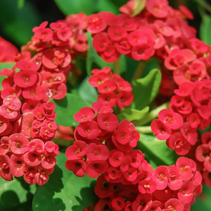 Red Crown of Thorns Plant Live, Euphorbia Milii Plant Live Potted 4 Inc, Cactus Plants Live Houseplants