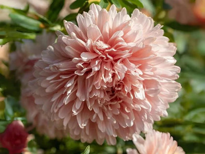 50+ King Size Apricot Aster Seeds Paeony Duchess Apricot Aster Flowers Garden Planting