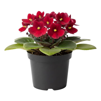 African Violet Plant, Live African Violet Flowers in 4'' Pot, Low-Maintenance Indoor Flowering Plant with Vibrant Blooms (Red Blooms)