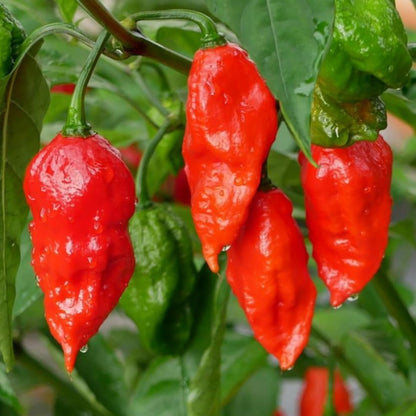 Bhut Jolokia Chile Ghost Pepper Plant Live in 2.5 Inch Pot for Planting Outdoor