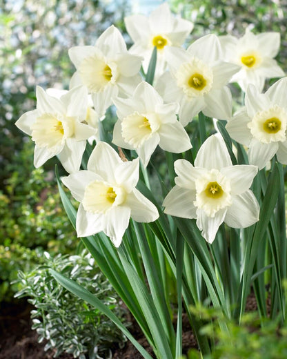 Mount Hood Large Trumpet Daffodil Bulbs for Planting - Large White Elegant Blooms (5 Bulbs)