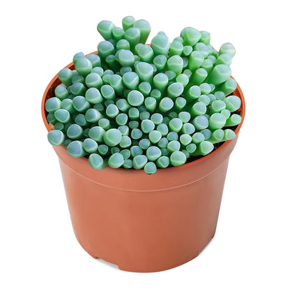 Sprout N Green Baby Toes, Live Succulent Fenestraria rhopalophylla Fully Rooted in 4 inch Nursery Pot, House Plant Home Office Wedding Decoration DIY Projects Party Favor Baby Shower