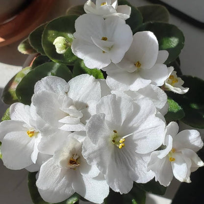 African Violet Live Plant in 4 Inch Pot, Flowering Houseplant, Easy Care Indoor Plant with Vibrant Blooms (White African Violet)