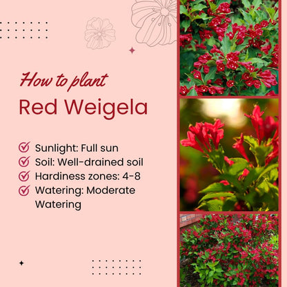 Red Weigela Live Plant Blooming Shrub, 1-2 Ft Hardy Dormant Perennial Flowering Bush for Garden Borders