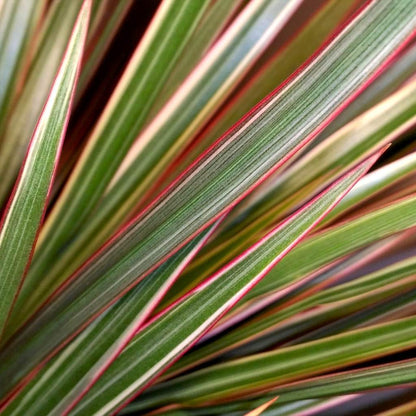 Dracaena Marginata Bicolor - Live Plant in a 6 Inch Pot - Dracaena Marginata 'Bicolor' - Beautiful Air Purifying Indoor Houseplant