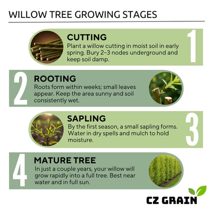 4 Bright Green Weeping Willow Cuttings - Grow 4 Trees - Wisconsin Weeping Willow Root Stock - Fast Growing – Easy to Grow Outdoor Trees – Shade, Privacy Screen, Backyard Landscaping