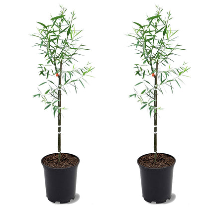 Weeping Willow, Deciduous, Fast-Growing, Shade Tree, 2-3 ft Tree Height, 1 gal Nursery Pot (Due to Agricultural Laws, we Cannot Ship to CA, AZ, AK, or HI), 2 Trees