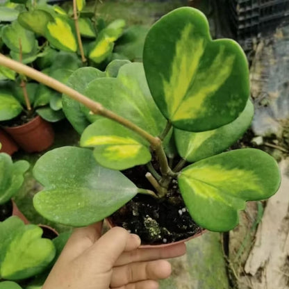 Hoya Kerrii Plant, Variegated Hoya Heart Plants Live Houseplants in 4 Inch Pot, Perennial Vine Plant for Indoor Outdoor Garden, Multiple Leaves