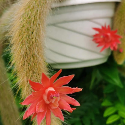 Monkeys Tail Cactus Live Plant, Well-Rooted Size 6-8 Inches Live Monkey Tail Cactus, Zones 9-11