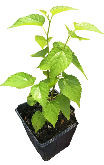 Mulberry Dwarf Everbearing 1 Live Plant in 3x6 Inch Pot