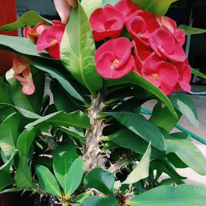 Red Crown of Thorns Live Plant in 4 Inch Pot, Euphorbia Milii Live Plants, Red Flower, 4-7 Inches Tall for Indoor Outdoor Planting