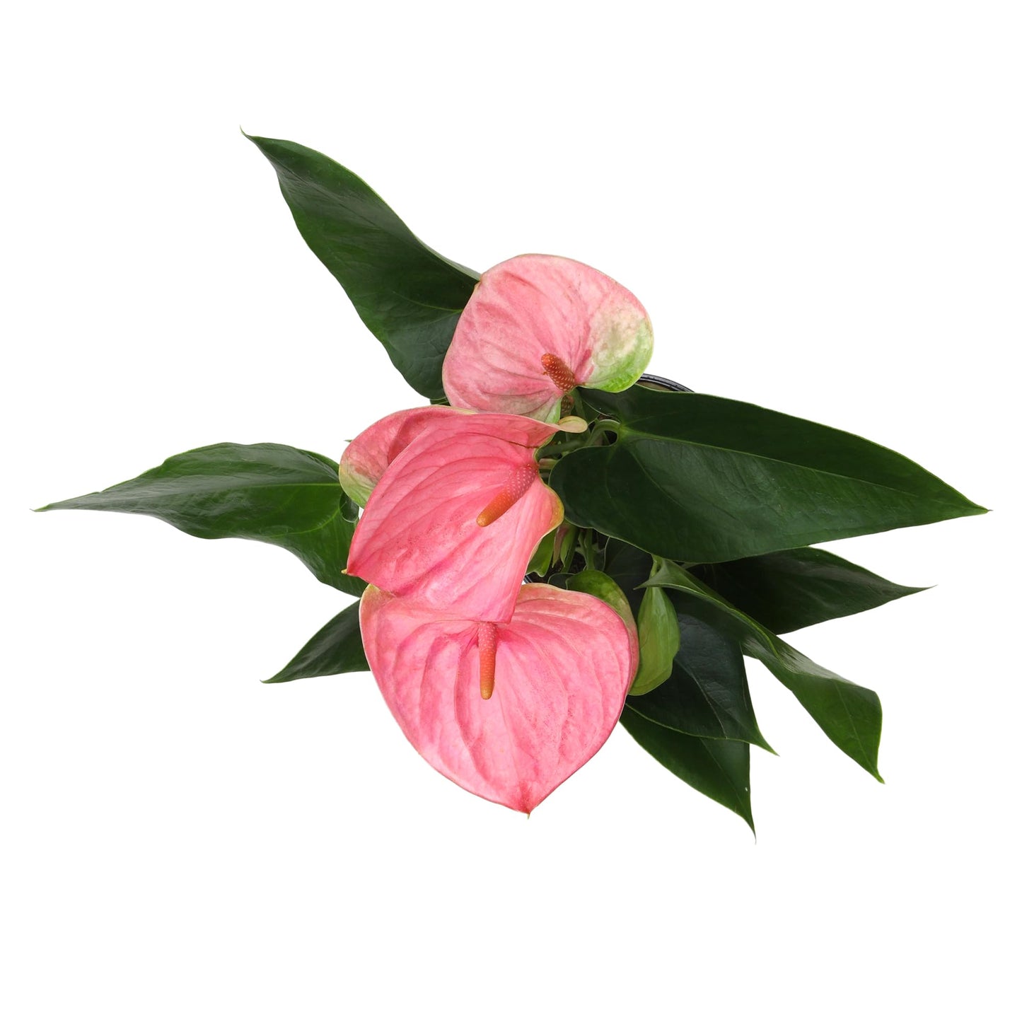 Pink Anthurium Live Plant Decor (Approx. 13-16" Tall), Real Flowers/House Plants in 4" White Plant Pot, Floral Office Plants, Air Purifying Plants & Cool Gifts for Plant Lovers by Plants for Pets