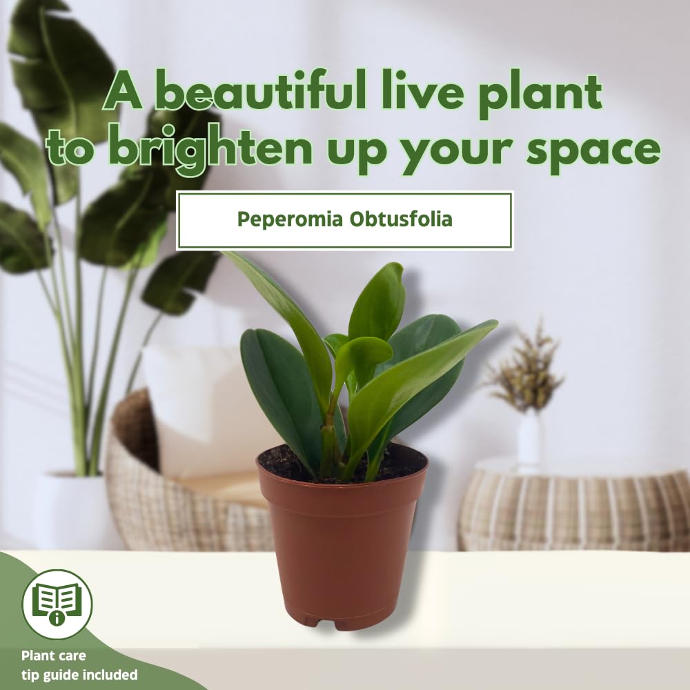 BubbleBlooms Peperomia Obtusifolia Green Marble Plant in a 2 inch Pot Rubber Spoonleaf Tiny Mini Pixie