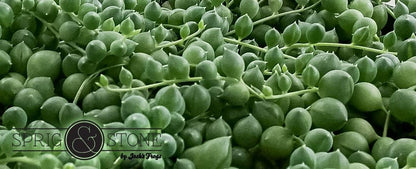 Josh's Frogs Senecio rowleyanus - String of Pearls (Green)