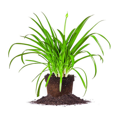Blue Agapanthus 1 Gallon