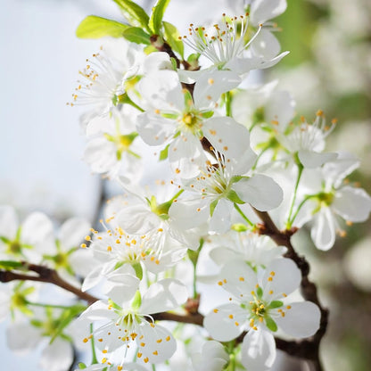 Apricot Plum, Unique Hybrid Plum with Apricot-Like Flavor and Juicy Flesh for Fresh Eating, 3-4 ft Tree Height, 7 gal. Grower Pot (Due to Agricultural Laws, we Cannot Ship to CA, AZ, AK, or HI)