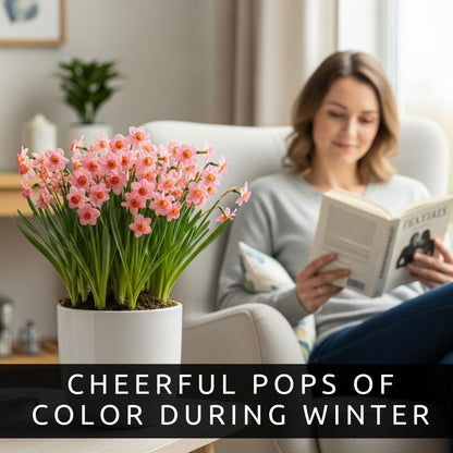 Indoor Pre-Chilled Pink Pony Daffodil Bulbs for Forcing Indoors - Easy to Grow in Water Indoors - Prechilled Indoor Bulbs - Bright Blooms During Cold Winter - Holiday Hostess Gift (5 Bulbs)