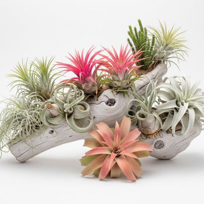 Pack 12 Mixed Ionantha Air Plants, Live Tillandsia, Bulk Airplants, Easy Care Houseplants for Indoor and Outdoor Planting