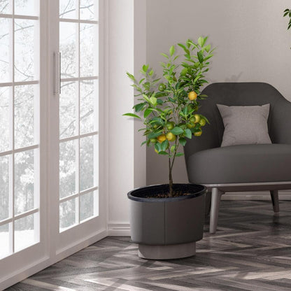 Brighter Blooms - Meyer Lemon Tree, 1-2 ft. - No Shipping to AK, AL, AZ, CA, FL, GA, HI, LA, MS, OR, TX