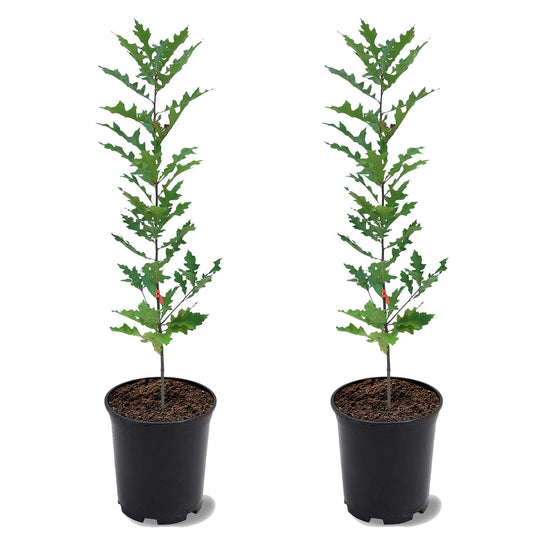 Pin Oak, Evergreen, Glossy Dark Green Foliage, Shade Tree, 2-3 ft Tree Height, 1 gal. Nursery Pot (Due to Agricultural Laws, we Cannot Ship to CA, AZ, AK, or HI), 2 Trees