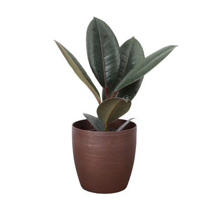 Thorsen's Greenhouse Ficus elastica, Live Indoor Plant, Rare Variety, Natural Air Purifier, Burgundy Rubber Plant, 4-Inch Diameter Pot (Copper)