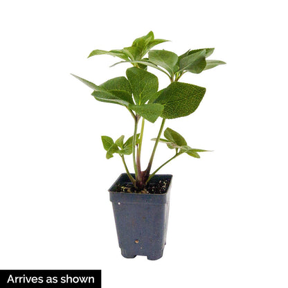 GARDENS ALIVE - Red Flowering Anna's Lenten Rose Hellebore Perennial Starter Plant, One Plant per Offer