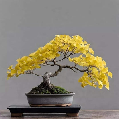 2 Ginkgo Trees Live Plants Seedlings, Hardy Ornamental Gingko Biloba Bare Roots 6-12'' Tall, Winter Dormant, Outdoor Planting