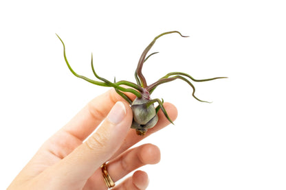 Air Plants Bulbosa Guatemala - Live Succulent House Plants - Available in Wholesale and Bulk - Home and Garden Decor - Easy Care Indoor/Outdoor Air Plant (Pack of 3)