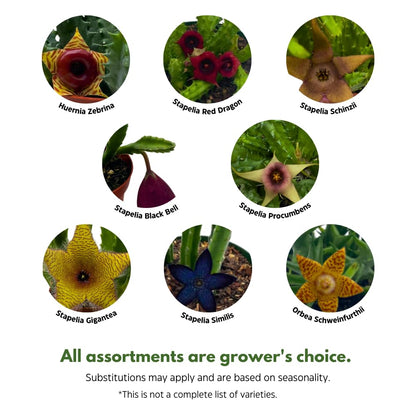 BubbleBlooms Huernia Stapelia Assortment 3 Different stapelias in 4 inch pots Grower's Choice May Include Lifesaver, Red Dragon, Black Bells