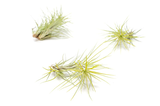 Bright Green Colorful Tillandsia Air Plants -Long Lasting Color Enhanced Live Tillandsia Succulent House Plants -Home and Garden Decor -Easy Care Indoor/Outdoor Plants (Funckiana, Pack of 3)