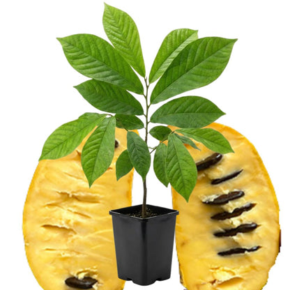 1 Year Old Paw Paw Plant No Pot, Indian Banana Pawpaw Tree Live Plant, Winter Dormant, 6 to 13 Inc Tall
