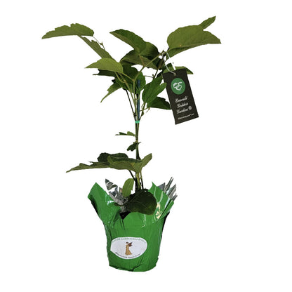 Scarlet Flame - Passion Flower Vine - Passiflora coccinea Hybrid - Live Plant Starter - Large Red Bloom - 10-14 Inches Tall - 4 Inch Pot