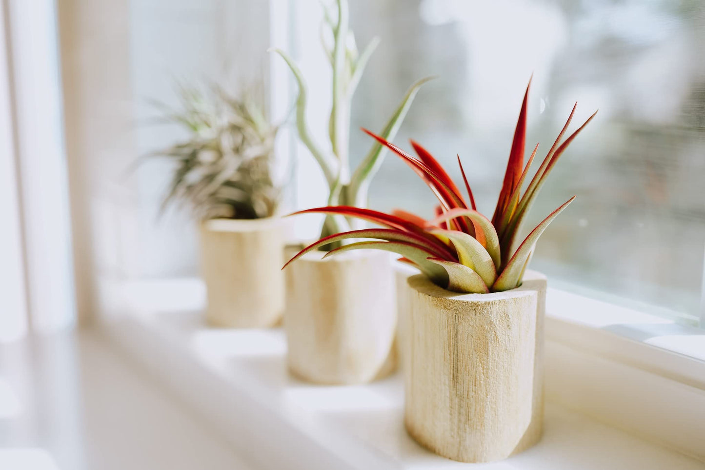 Air Plant Shop 12 Pack Tillandsia Jumbo Variety Pack Air Plants- Wholesale and Bulk - Succulents - Live Tillandsia - Easy Care Indoor and Outdoor House Plants