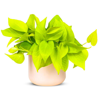 Pothos Neon Live Plant (Devil’s Ivy) – 4″ Bright Chartreuse Variety of Golden Pothos - Low Maintenance Indoor Houseplant - Air Purifying Epipremnum Aureum - Easy Care for Home & Office