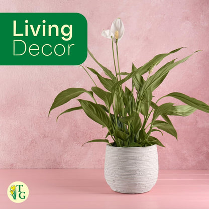 Thorsen's Greenhouse Live Peace Lily Plant, Spathyphylum, Low Light, Natural Air Purifier Live Indoor Plant, 4" Diameter Pot (Gold, 4-inch Pot)
