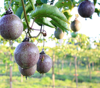 400 pcs Passion Fruit Seeds Tropical Climbing Vine Outdoor Indoor Home Garden Plant Seeds Heirloom