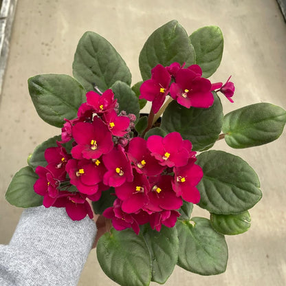 Red African Violets Live Plants House Plants in 4" Pot, Vibrant Blooms for Indoor Décor, Home or Office, Easy to Grow