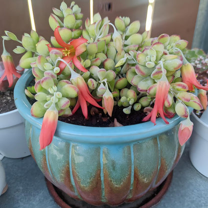 Cotyledon Pendens Succulent Plant Live – 4 Inch Pot | Rare Trailing Houseplant | Easy-Care Indoor Succulent